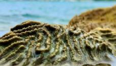 新的研究发现迈阿密港的珊瑚非常持久