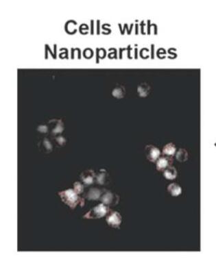 三维显微镜定量纳米颗粒细胞内分布分辨率